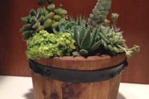 arreglos de cactus en macetas decorativos