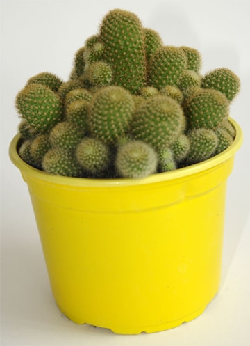 arreglos de cactus en macetas pequeñas