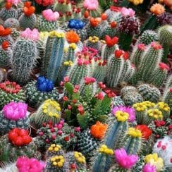 Los cactus de colores naturales como plantas ornamentales