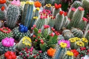 cactus de colores naturales y variados