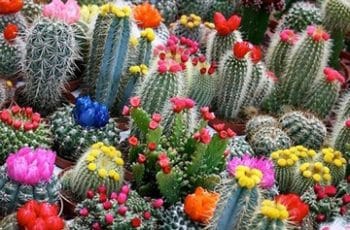 Los cactus de colores naturales como plantas ornamentales