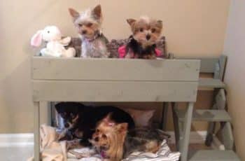 Una cama de perro con palets digna de tus amigos caninos
