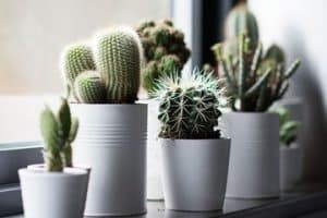como cuidar cactus en maceta pequeña