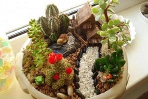 imagenes de cactus con flores decorativos