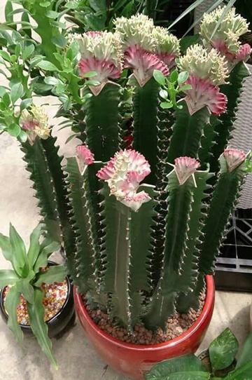 imagenes de cactus con flores extrañas