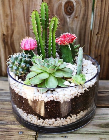 imagenes de cactus con flores pequeños