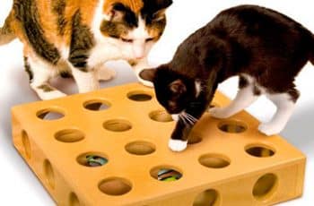 Entretenidos juegos caseros para gatos traviesos y curiosos