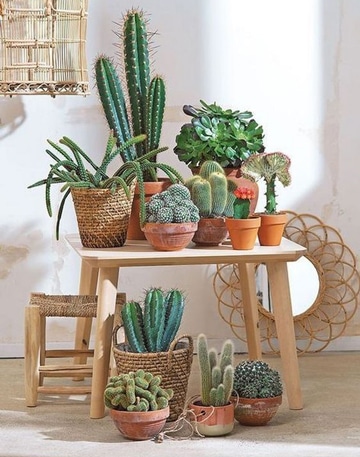 macetas para cactus pequeños y grandes