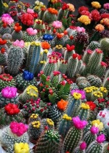 como hacer cactus de colores injertos