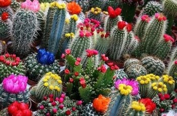 Mira como hacer cactus de colores decorativos en interiores