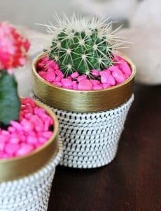 cuidados de un cactus mini en maceta