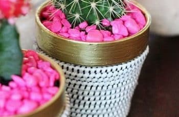 Lo que tienes que saber sobre los cuidados de un cactus mini