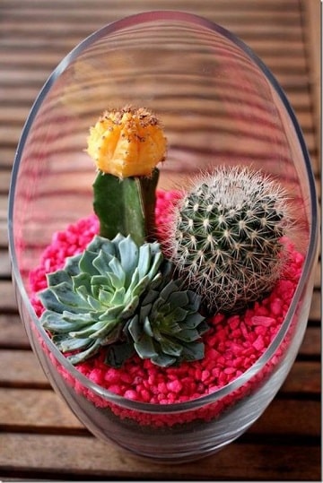 cuidados de un cactus mini ideas