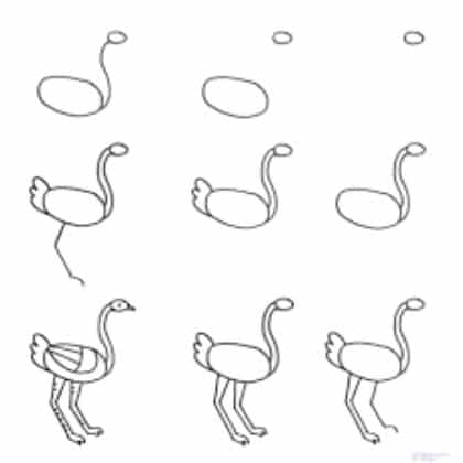 animales terrestres para dibujar aves