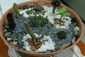 como hacer un terrario de cactus en maceta