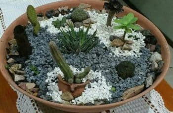 Como hacer un terrario de cactus para decorar tu casa