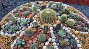 decoracion de cactus con piedras para jardines