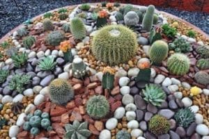 decoracion de cactus con piedras para jardines