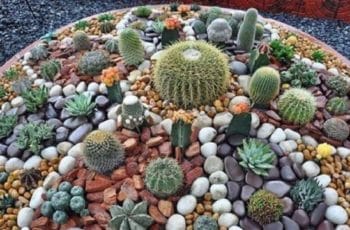 Decoracion de cactus con piedras en gran tamaño y miniatura